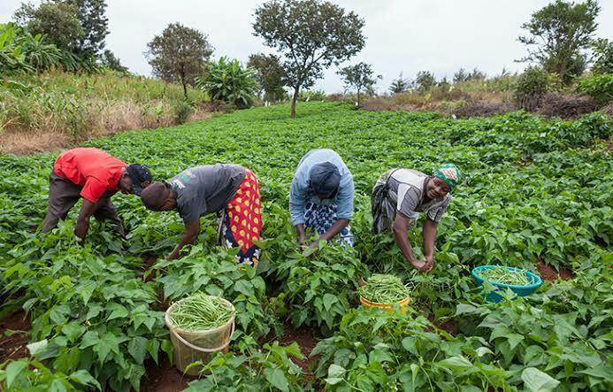 African farmers in field